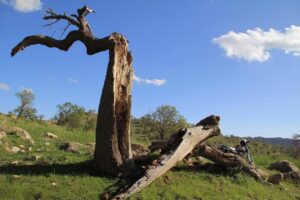 روز ملّی زاگرس