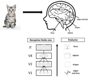 شبکه‌های عصبی پیچشی